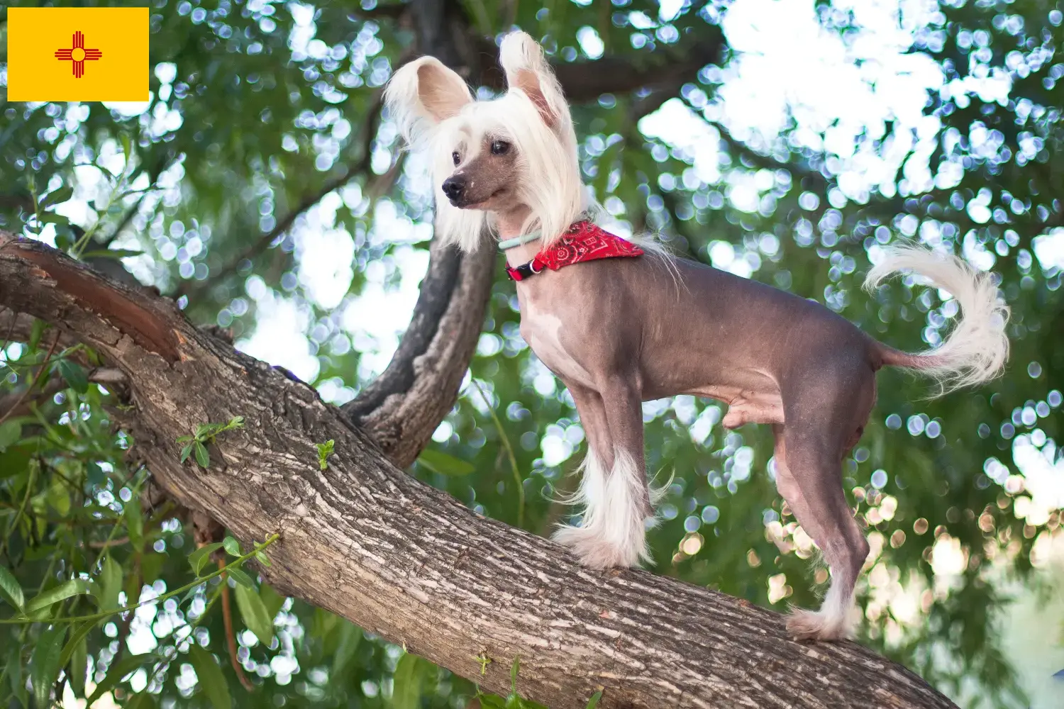 Chinese Crested Dog puppies and breeders New Mexico Find Chinese Crested Dogs breeders in New Mexico.