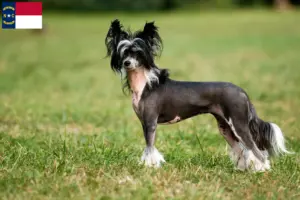 Read more about the article Chinese Crested Dog Breeders and Puppies in North Carolina