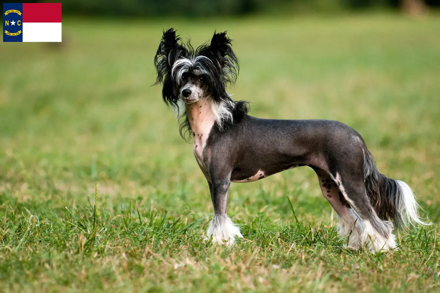 Chinese Crested Dog puppies and breeders North Carolina Find Chinese Crested Dogs breeders in North Carolina.