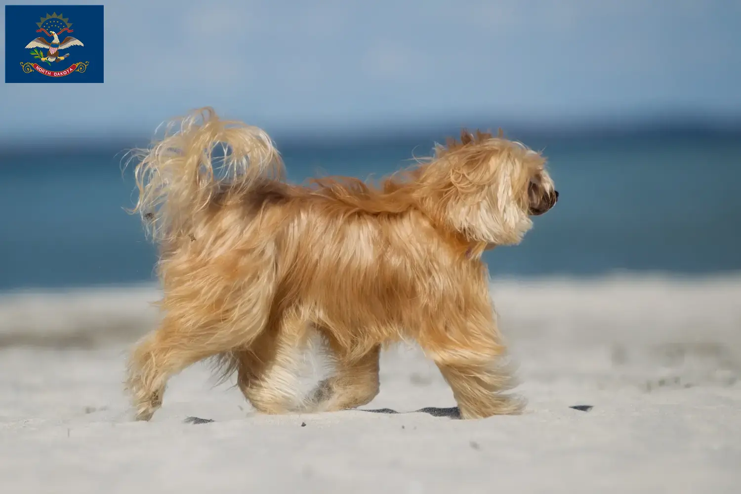 Chinese Crested Dog puppies and breeders North Dakota Find Chinese Crested Dogs breeders in North Dakota.