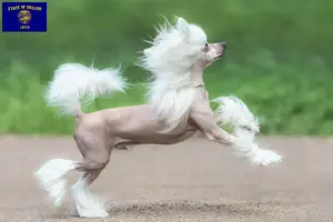Read more about the article Chinese Crested Dog breeders and puppies in Oregon