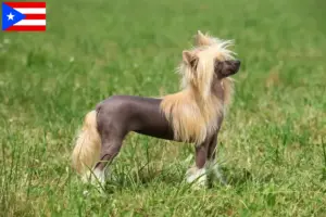 Read more about the article Chinese Crested Dog breeders and puppies in Puerto Rico
