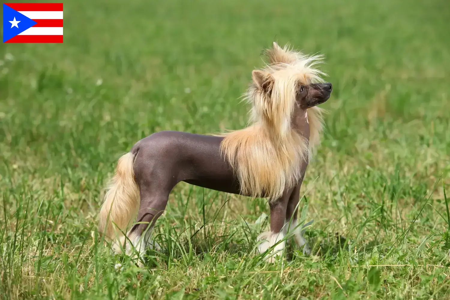 Chinese Crested Dog puppies and breeders Puerto Rico Find Chinese Crested Dogs breeders in Puerto Rico.