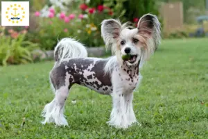 Read more about the article Chinese Crested Dog Breeders and Puppies in Rhode Island