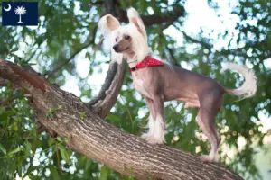Read more about the article Chinese Crested Dog Breeders and Puppies in South Carolina