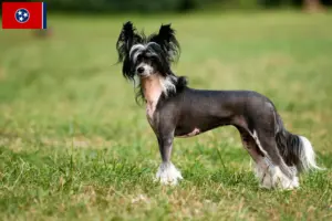 Read more about the article Chinese Crested Dog breeders and puppies in Tennessee