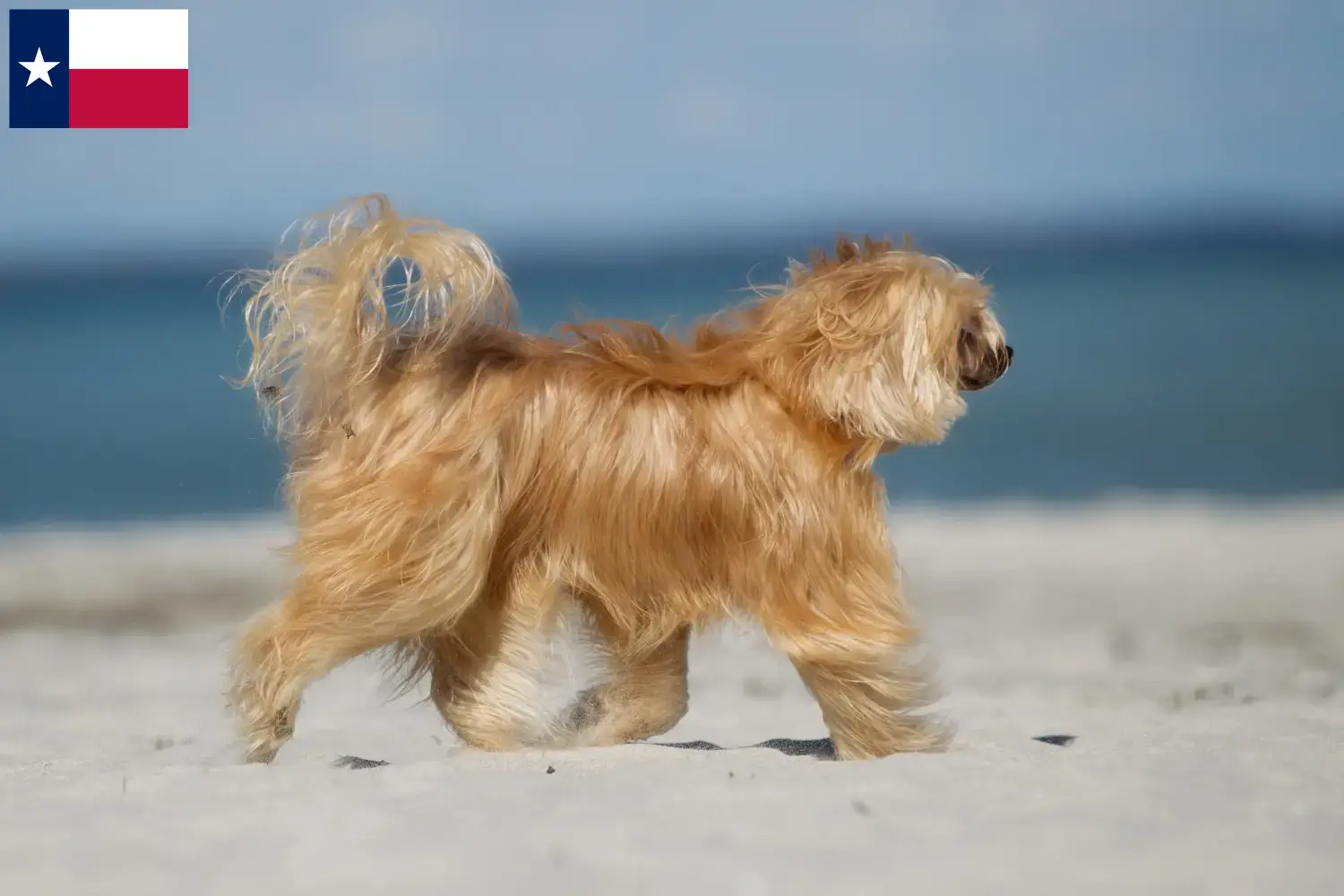 Chinese Crested Dog puppies and breeders Texas Find Chinese Crested Dogs breeders in Texas.
