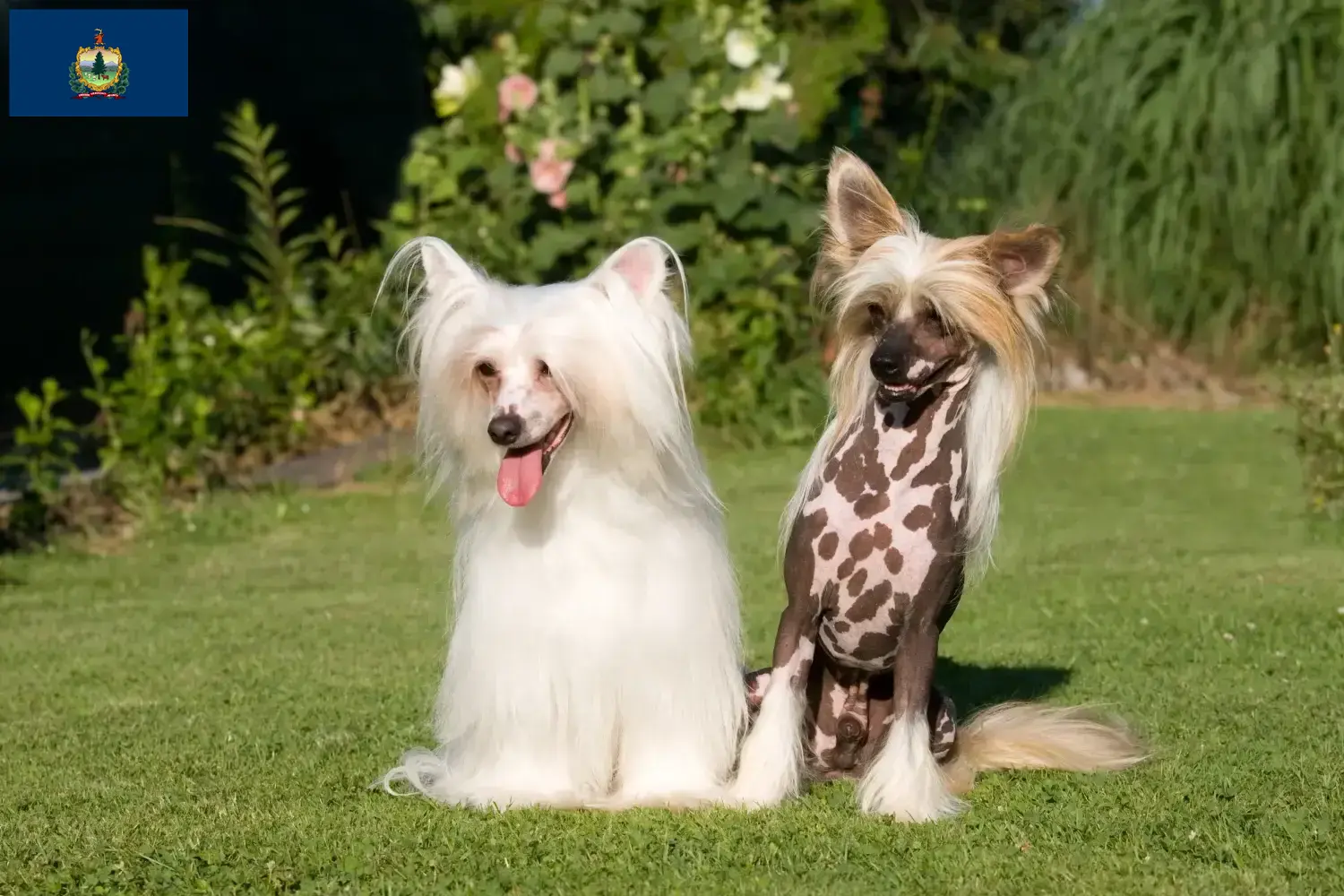 Read more about the article Chinese Crested Dog breeders and puppies in Vermont
