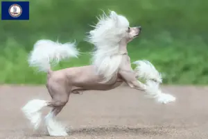 Read more about the article Chinese Crested Dog breeders and puppies in Virginia