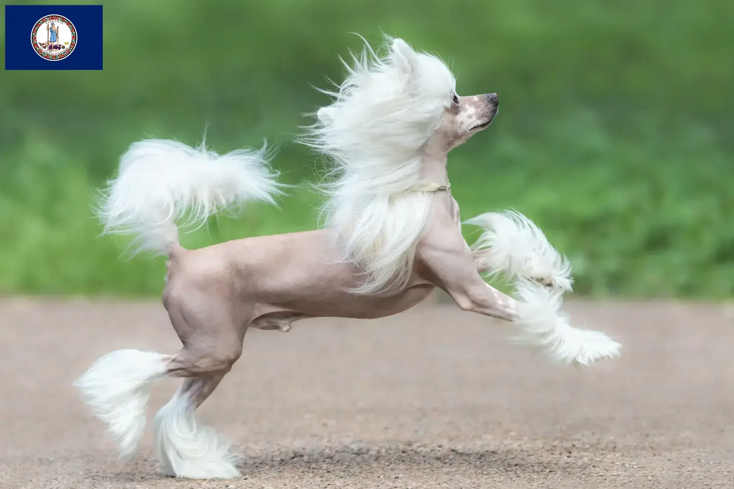Read more about the article Chinese Crested Dog breeders and puppies in Virginia