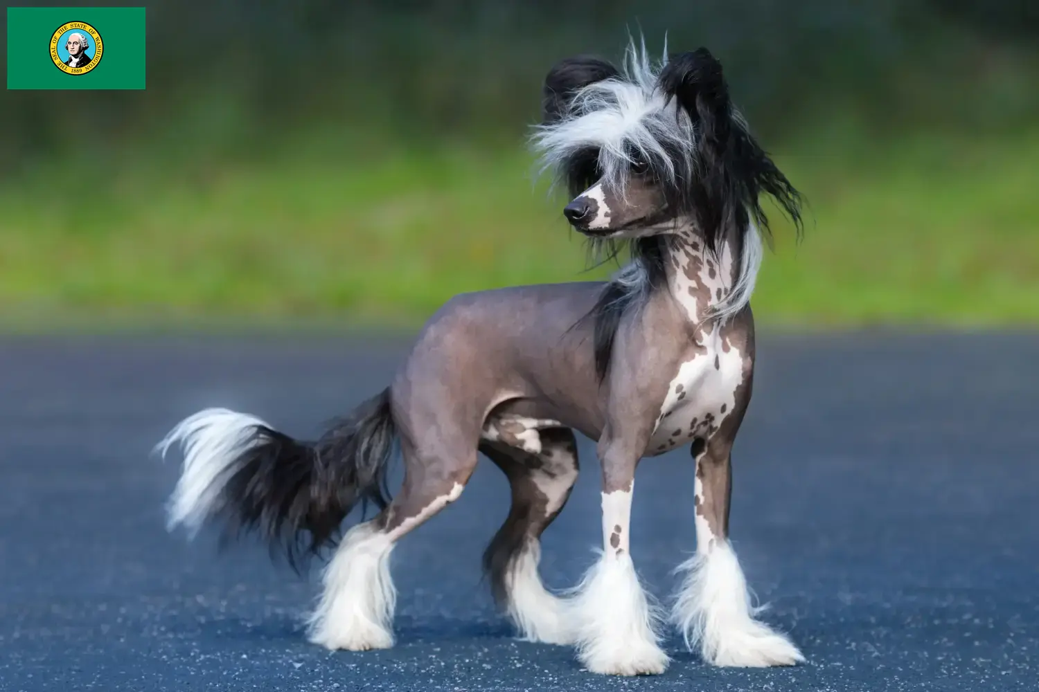 Read more about the article Chinese Crested Dog breeders and puppies in Washington