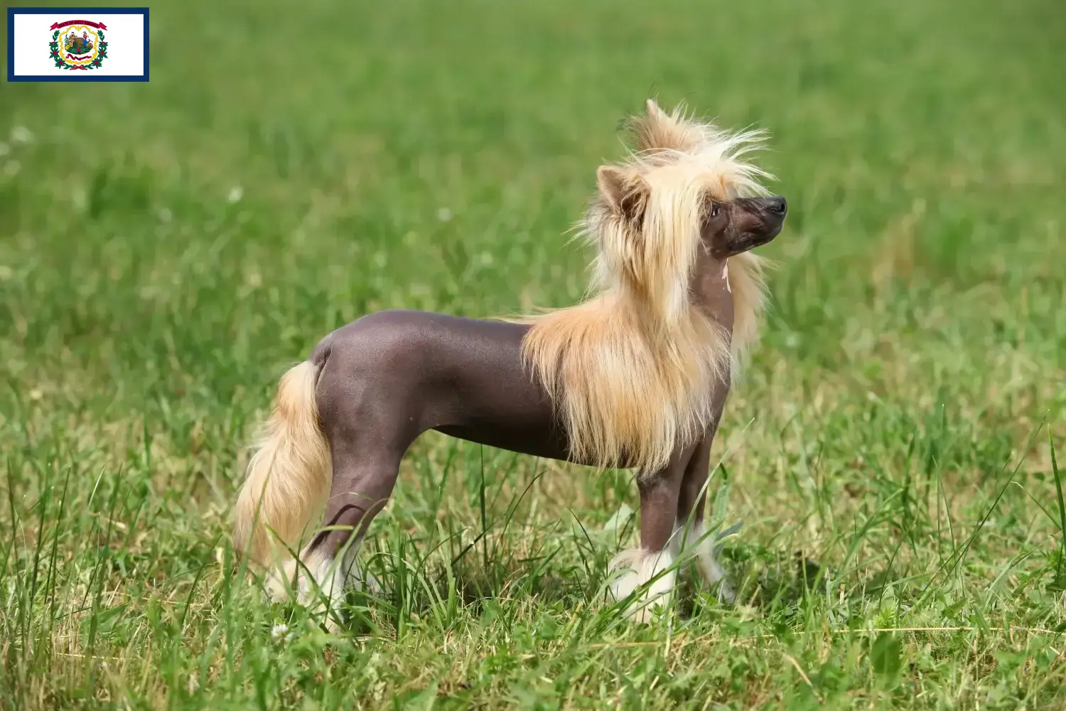 Read more about the article Chinese Crested Dog breeders and puppies in West Virginia