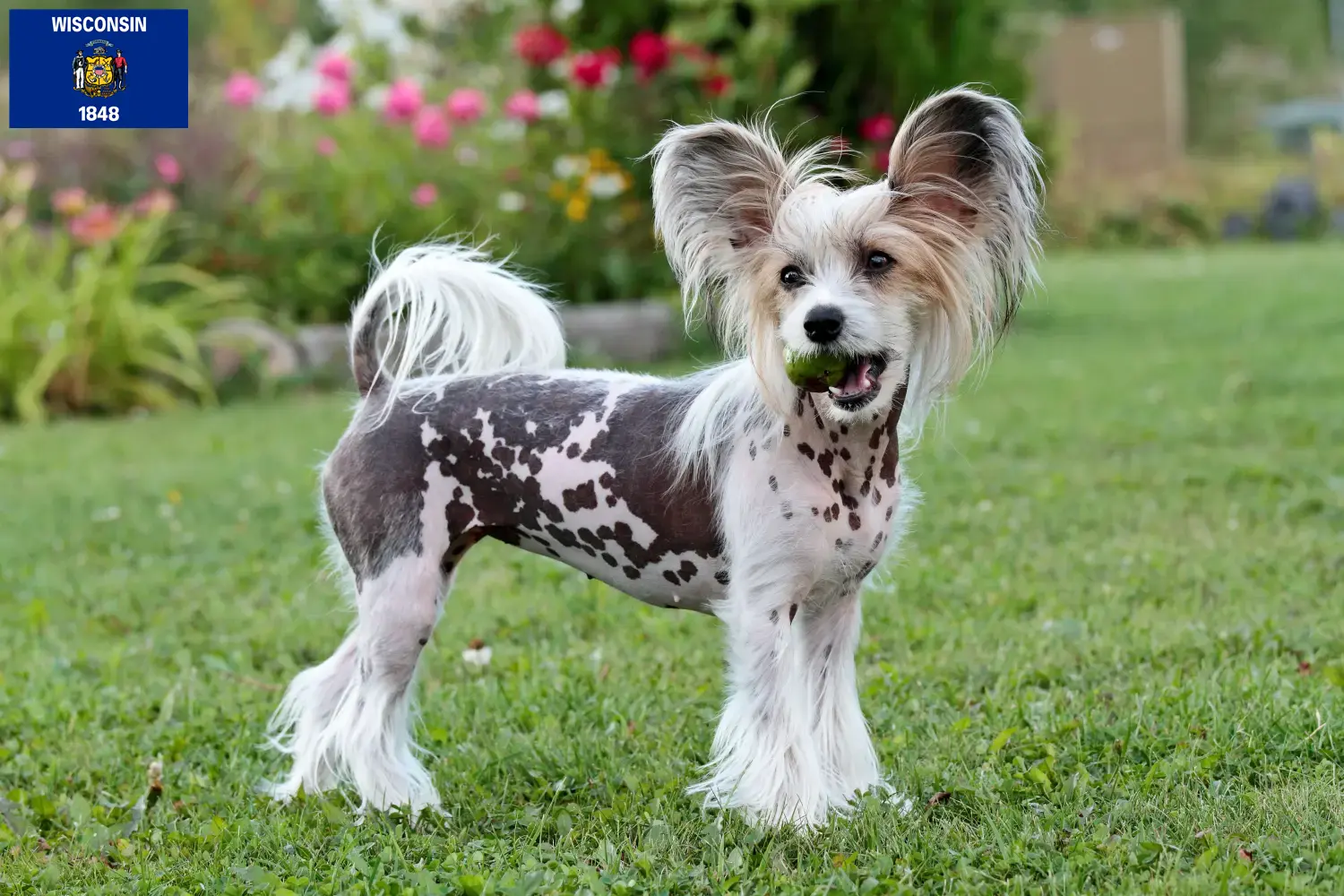 Read more about the article Chinese Crested Dog breeders and puppies in Wisconsin