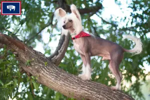 Read more about the article Chinese Crested Dog Breeders and Puppies in Wyoming