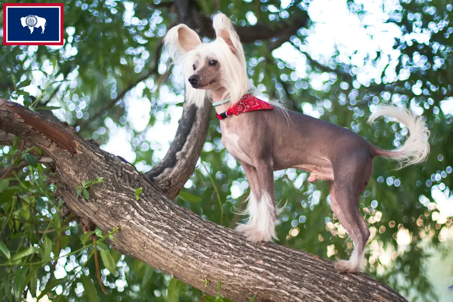 Read more about the article Chinese Crested Dog Breeders and Puppies in Wyoming