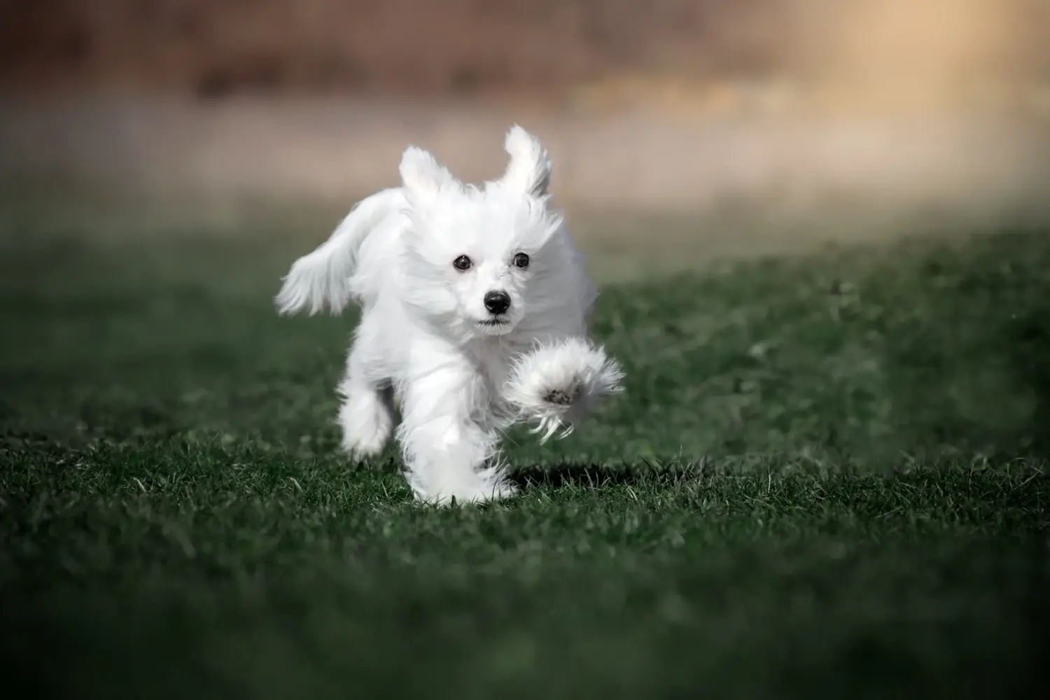 Buying a Chinese Crested Dog puppy means taking responsibility! Buy Chinese Crested Dog puppies.