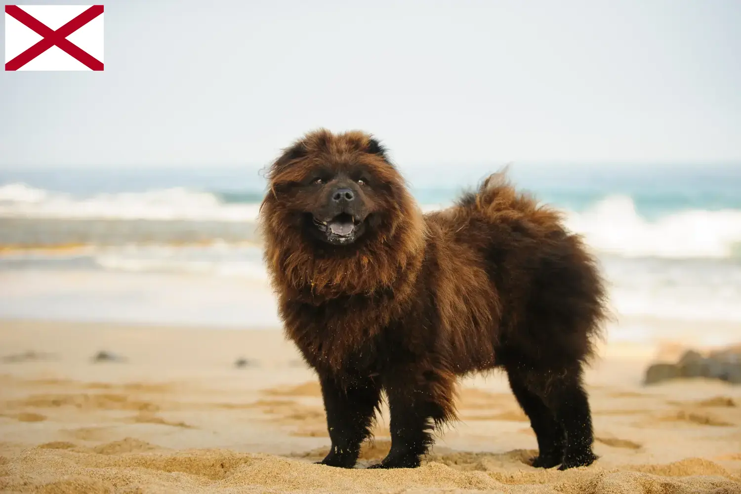Read more about the article Chow Chow Breeders and Puppies in Alabama