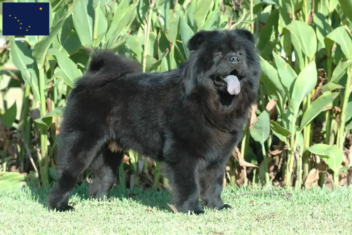 Read more about the article Chow Chow breeders and puppies in Alaska