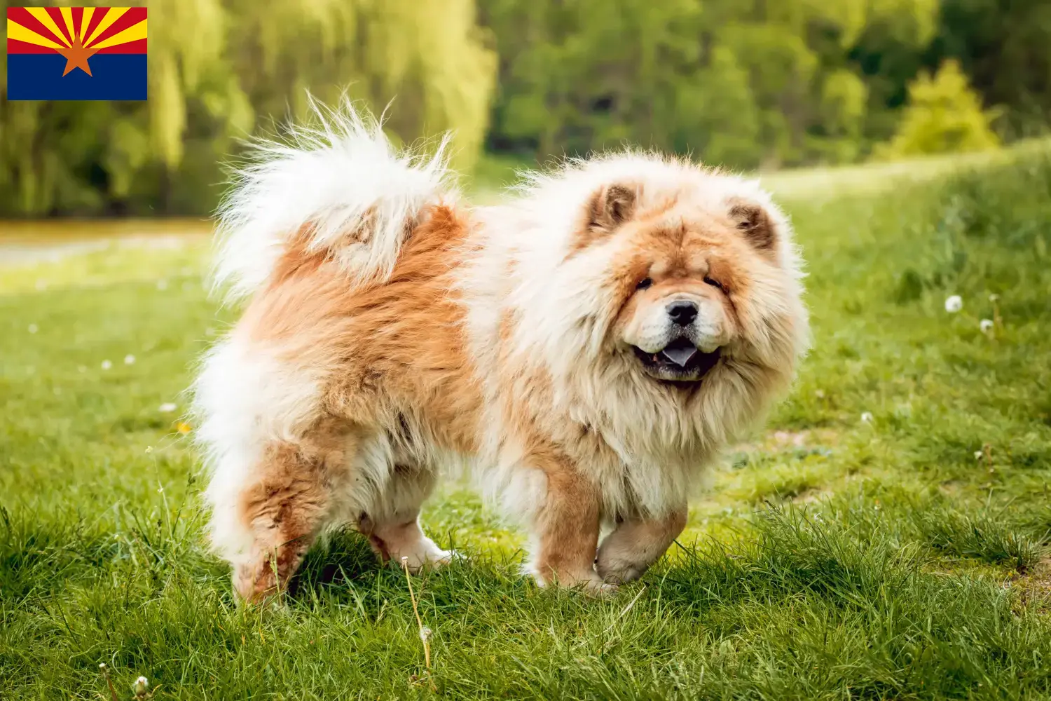 Read more about the article Chow Chow Breeders and Puppies in Arizona