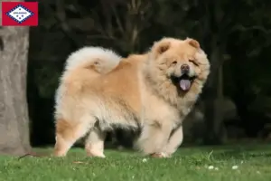 Read more about the article Chow Chow Breeders and Puppies in Arkansas