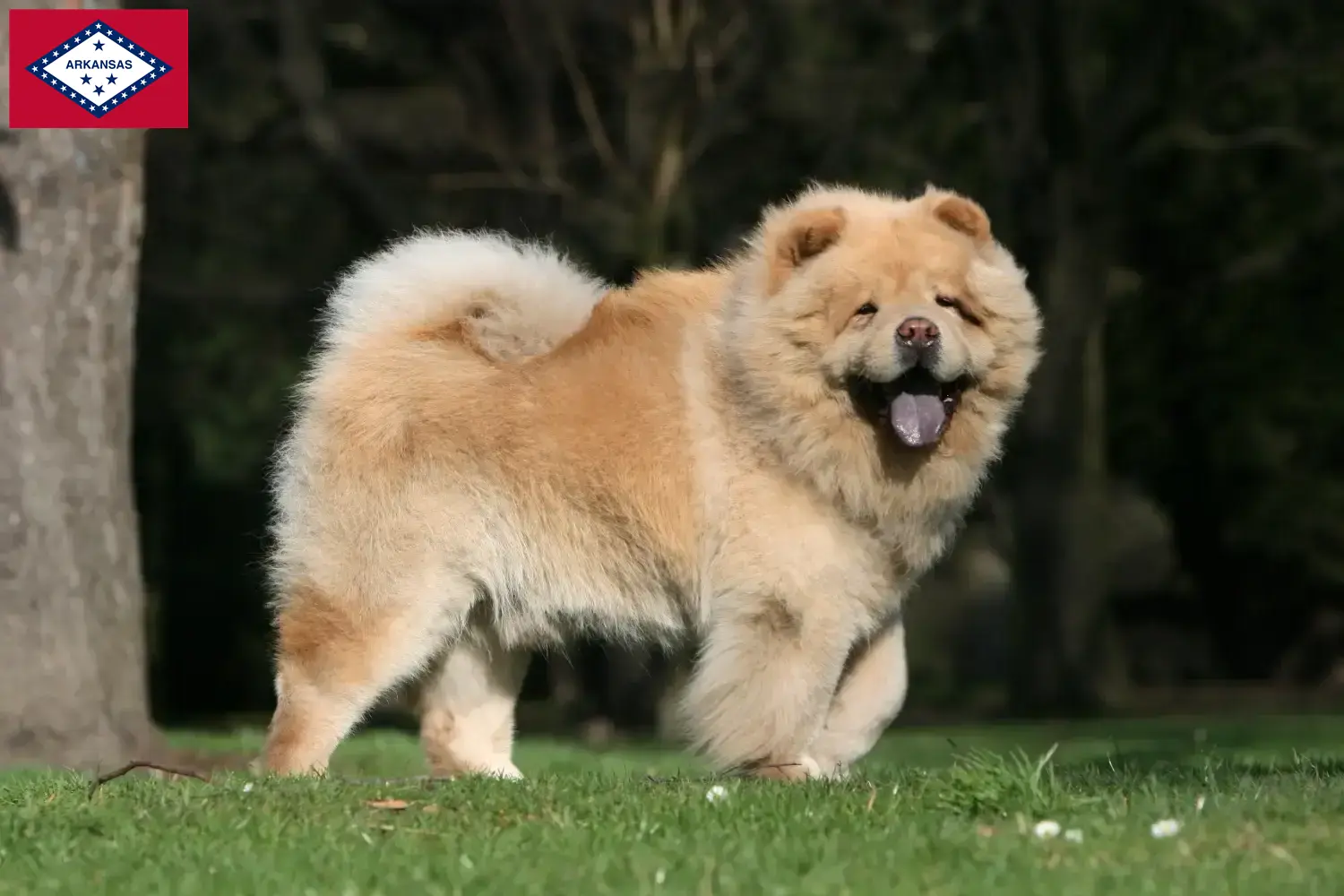 Read more about the article Chow Chow Breeders and Puppies in Arkansas