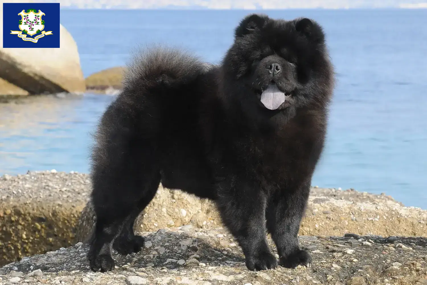 Read more about the article Chow Chow Breeders and Puppies in Connecticut