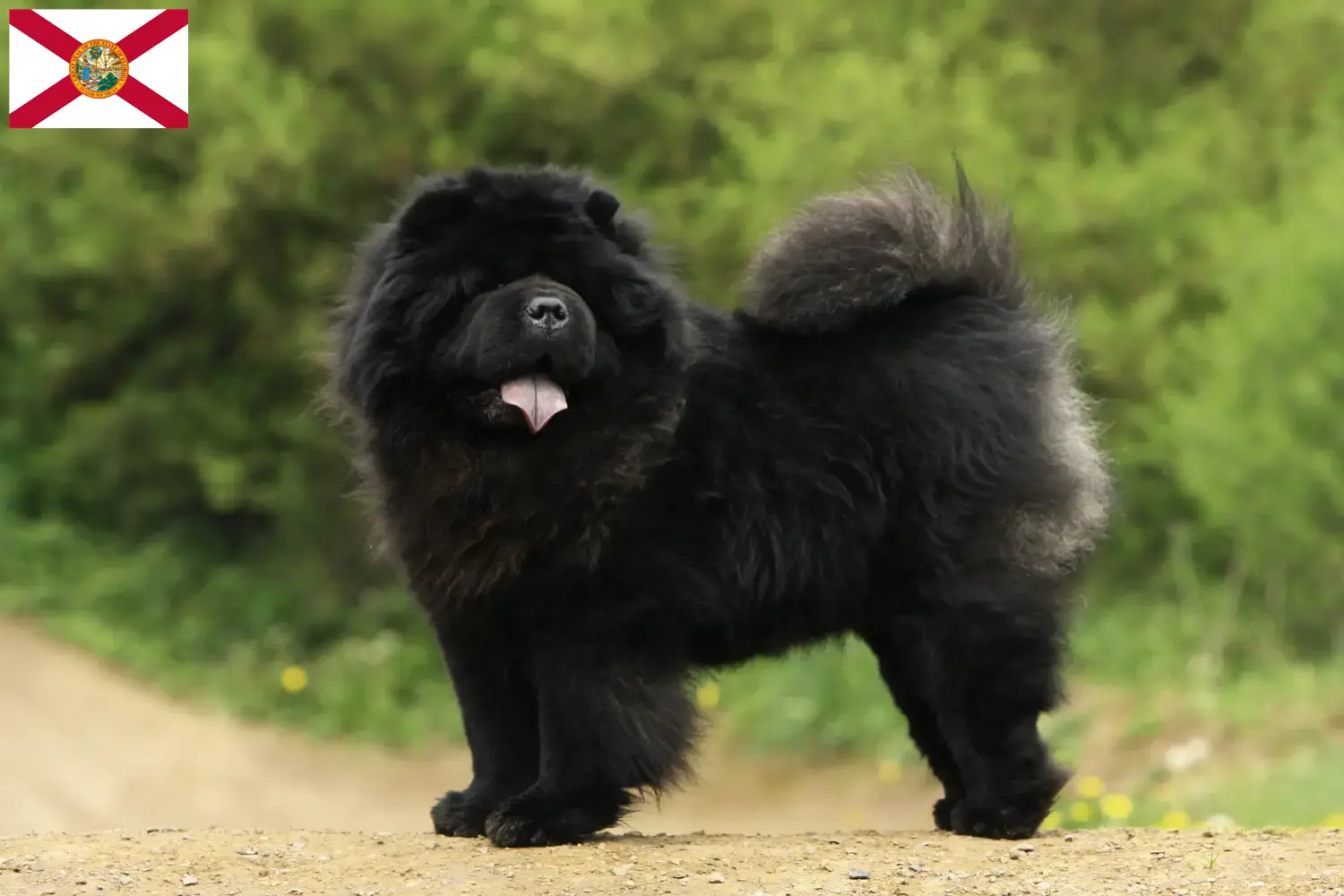 Read more about the article Chow Chow breeders and puppies in Florida