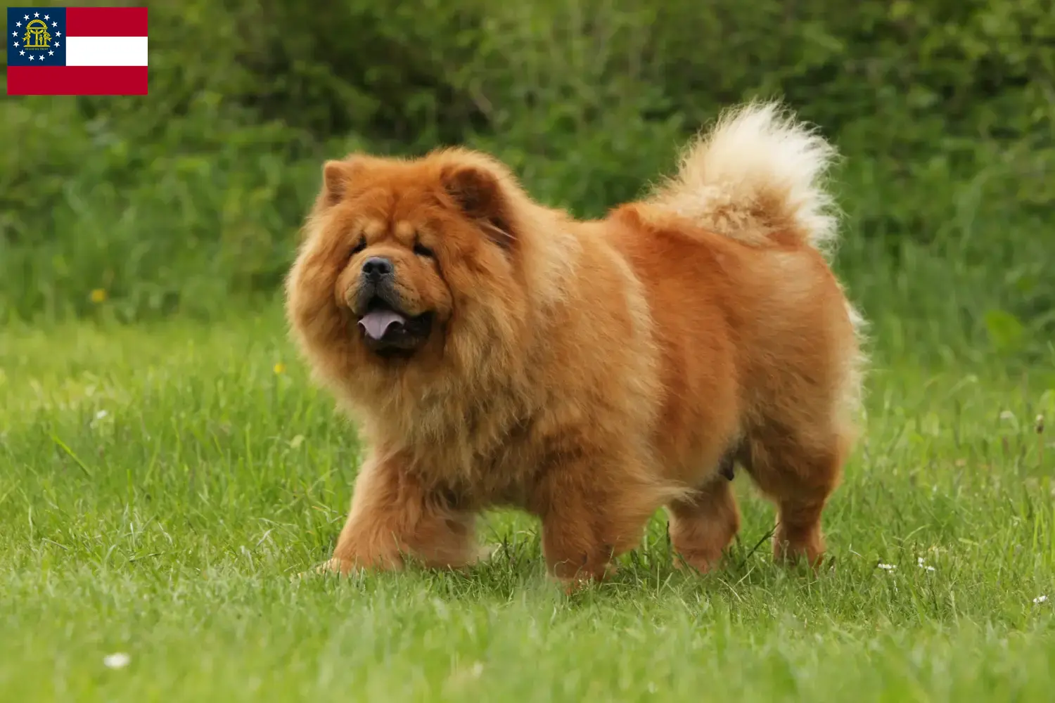 Read more about the article Chow Chow breeders and puppies in Georgia