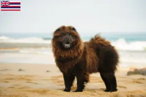 Read more about the article Chow Chow Breeders and Puppies in Hawaii