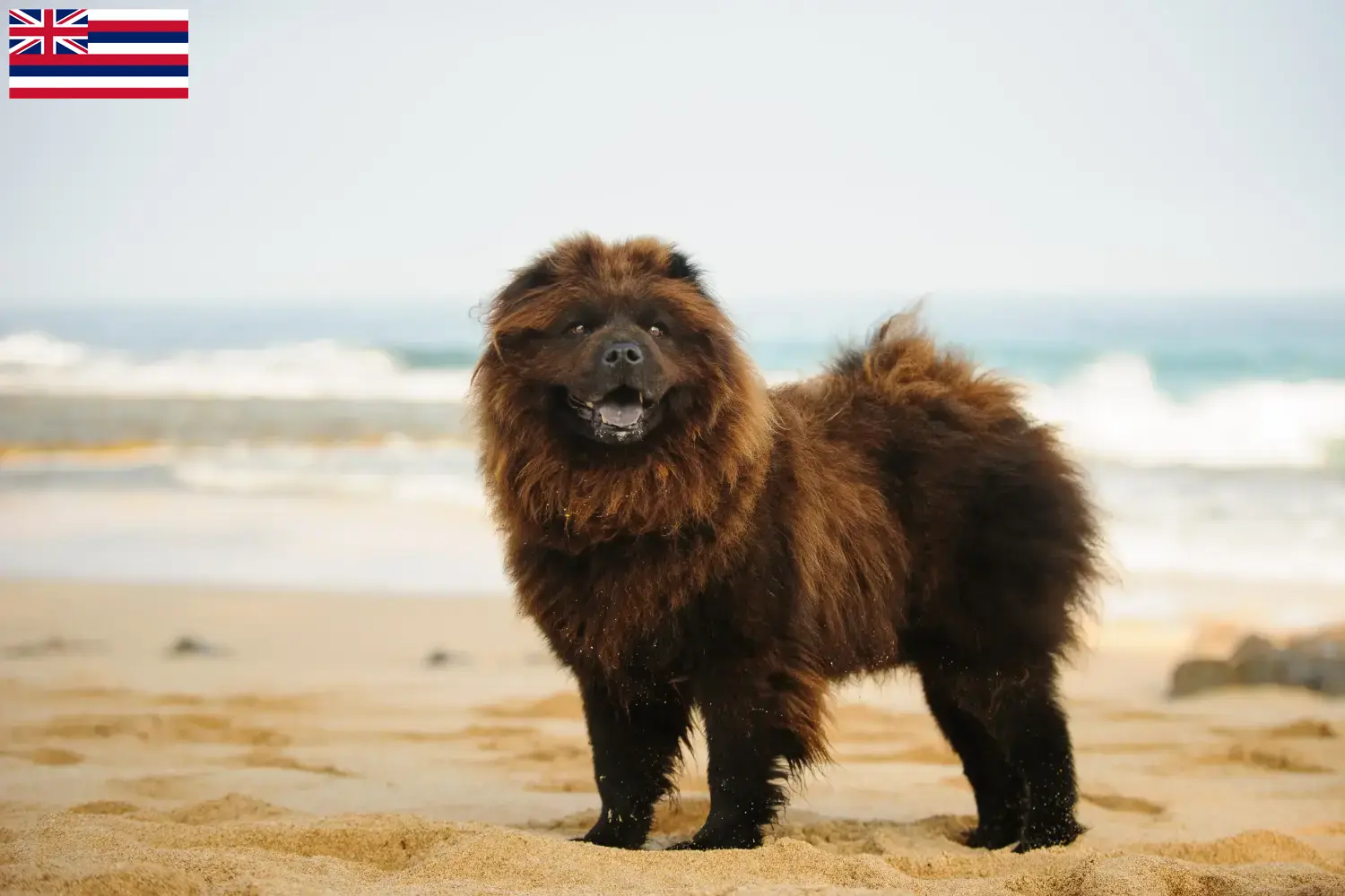 Read more about the article Chow Chow Breeders and Puppies in Hawaii