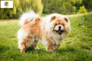 Read more about the article Chow Chow Breeders and Puppies in Illinois