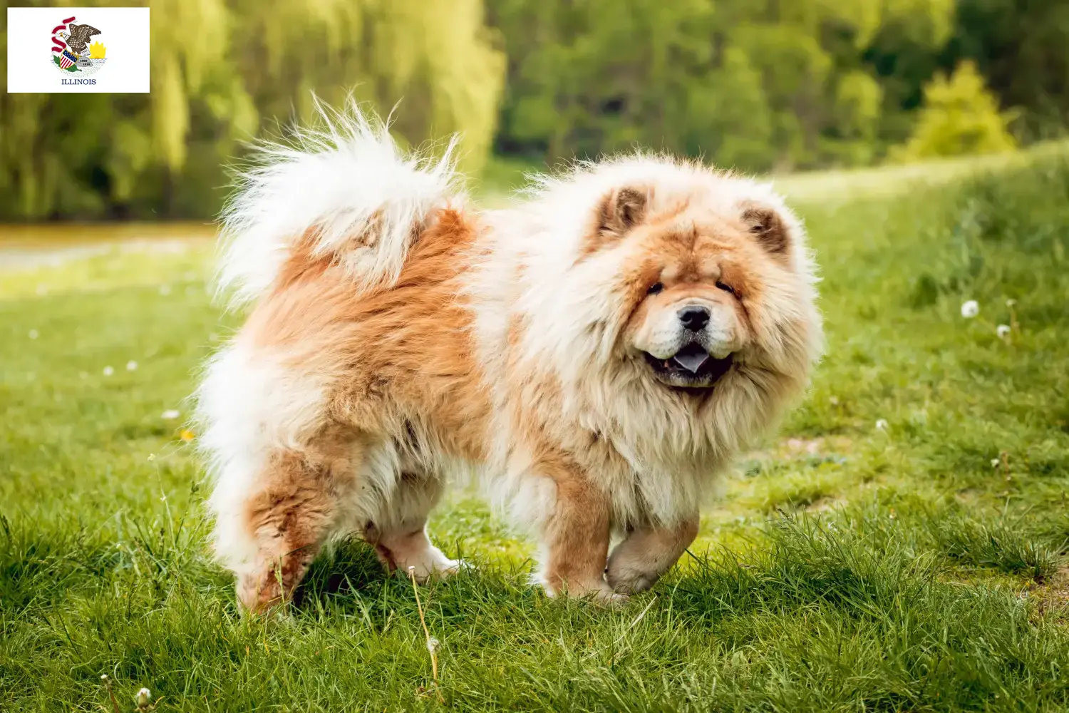 Read more about the article Chow Chow Breeders and Puppies in Illinois