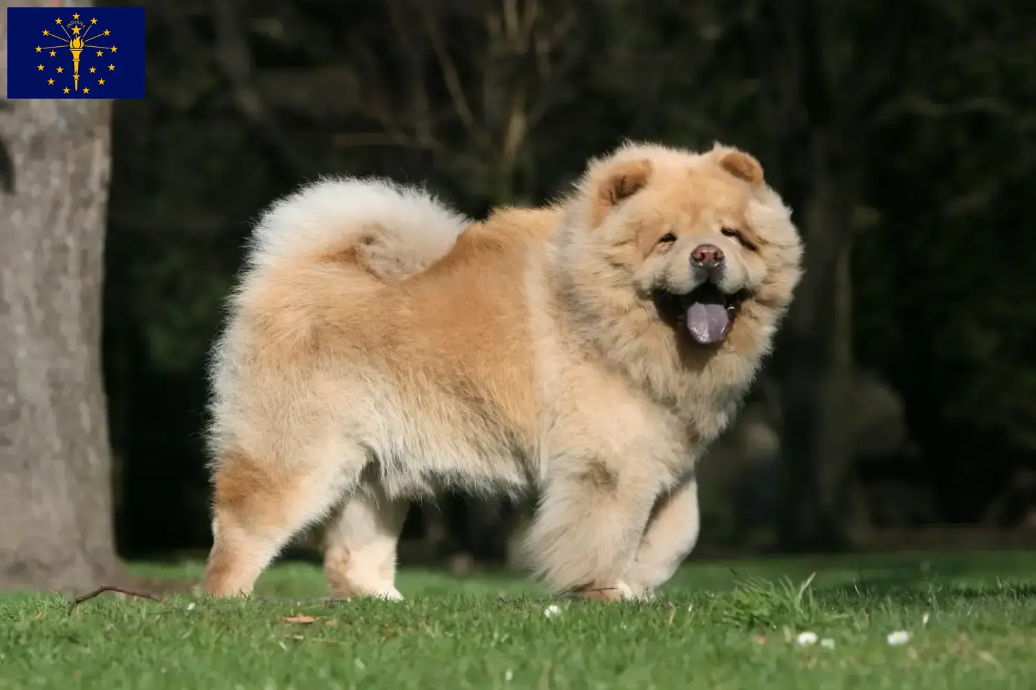 Read more about the article Chow Chow Breeders and Puppies in Indiana