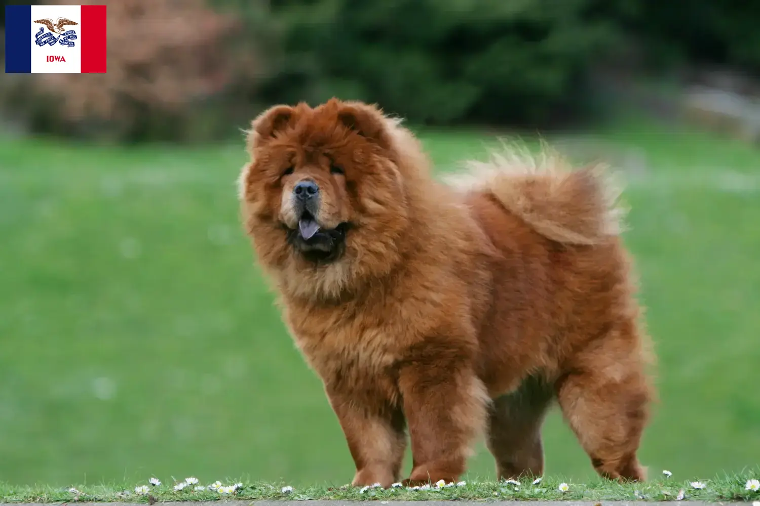 Read more about the article Chow Chow Breeders and Puppies in Iowa