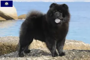 Read more about the article Chow Chow breeders and puppies in Kentucky