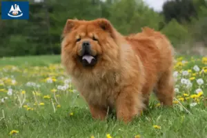 Read more about the article Chow Chow breeders and puppies in Louisiana