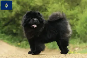 Read more about the article Chow Chow breeders and puppies in Maine