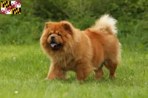 Read more about the article Chow Chow Breeders and Puppies in Maryland
