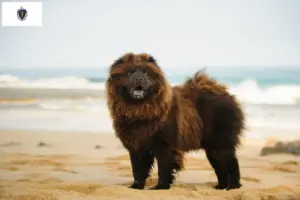 Read more about the article Chow Chow Breeders and Puppies in Massachusetts