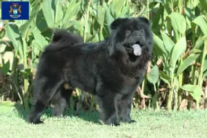 Read more about the article Chow Chow breeders and puppies in Michigan