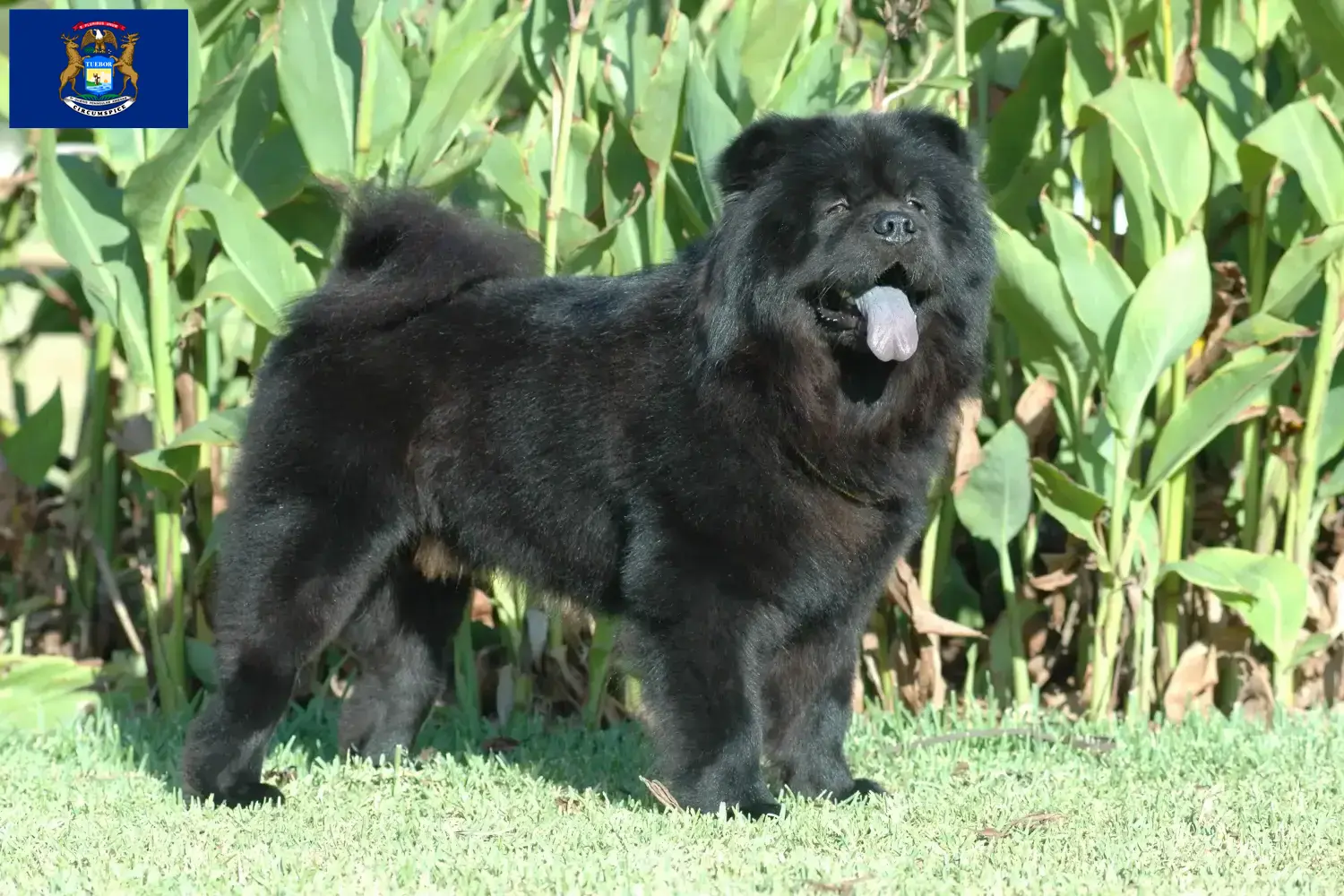 Chow Chow puppies and breeders Michigan Find Chow Chow breeders in Michigan.