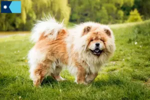 Read more about the article Chow Chow Breeders and Puppies in Minnesota
