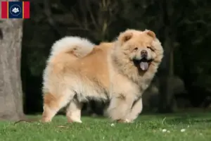 Read more about the article Chow Chow Breeders and Puppies in Mississippi