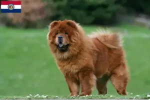 Read more about the article Chow Chow Breeders and Puppies in Missouri