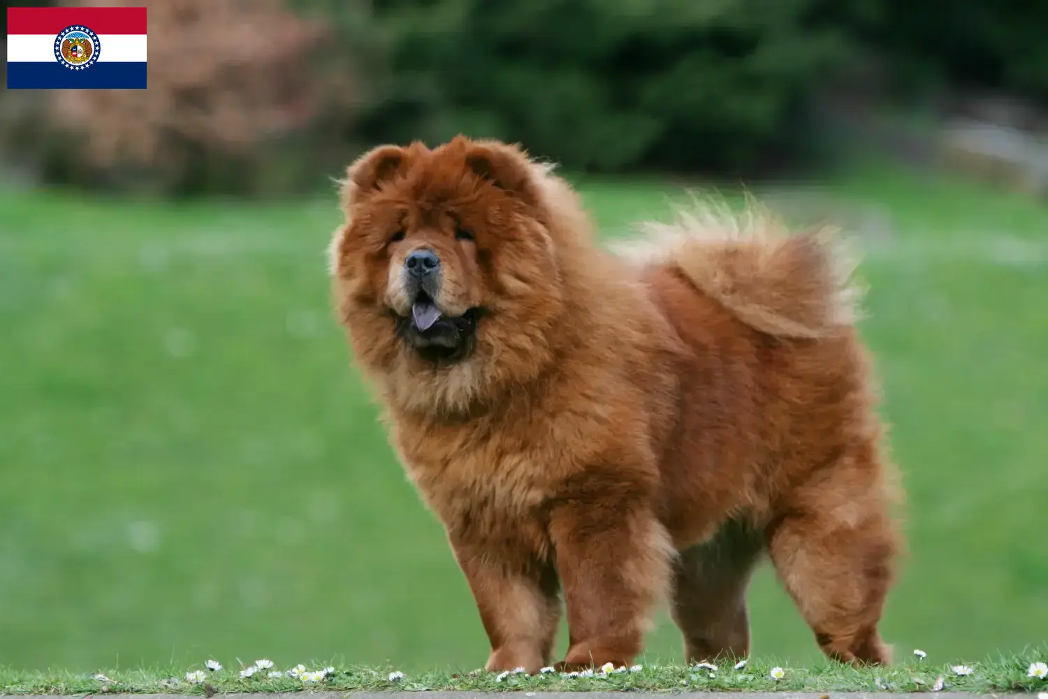 Chow-Chow puppies and breeders Missouri Find Chow Chow breeders in Missouri.