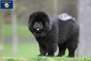 Read more about the article Chow Chow Breeders and Puppies in Montana