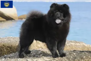 Read more about the article Chow Chow Breeders and Puppies in Nebraska