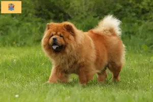 Read more about the article Chow Chow Breeders and Puppies in New Jersey