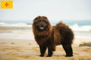 Read more about the article Chow Chow Breeders and Puppies in New Mexico