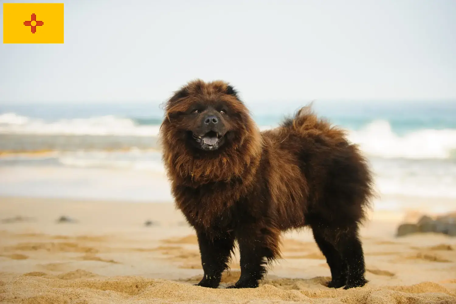 Chow Chow puppies and breeders New Mexico Find Chow Chow breeders in New Mexico.
